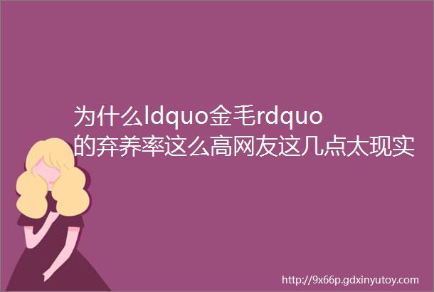 为什么ldquo金毛rdquo的弃养率这么高网友这几点太现实了